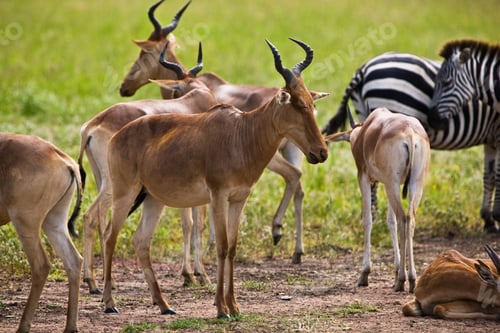 Preview: Hartebeest Antelopes In The Serengeti National Park, Tanzania