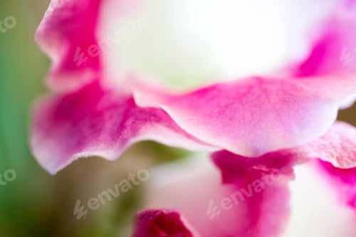 Preview: Gloxinia Flower With Macro Details