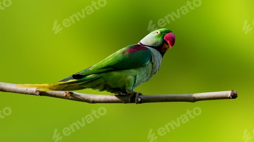 Preview: Green Parrot. Isolated Bird And Branch. Green Nature Background. Bird: Alexandrine Parakeet