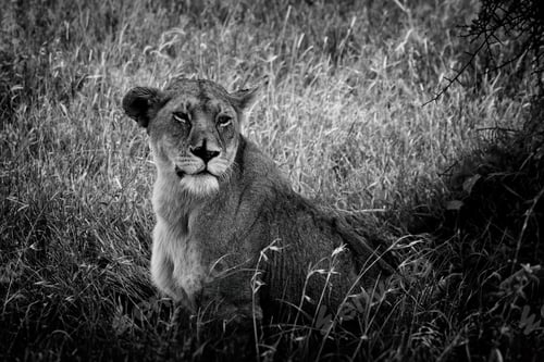 Preview: African Lioness In The Serengeti National Park, Tanzania