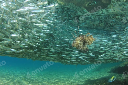 Preview: Shoal Of Sardine Fish Hunted By Lionfish