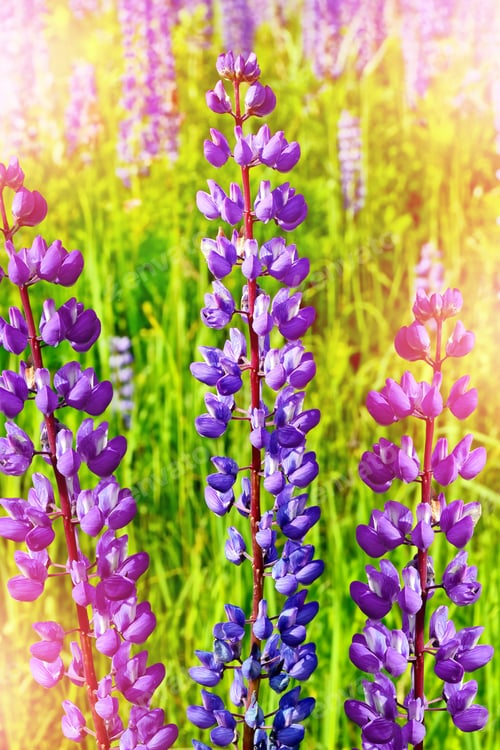 Preview: Summer Landscape With Beautiful Bright Lupine Flowers