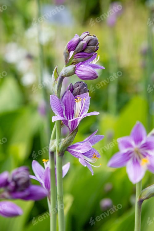 Preview: Blossom Of Hosta. Flowers Ornamental Plants Hosts.