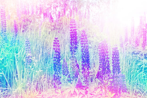 Preview: Summer Landscape With Beautiful Bright Lupine Flowers