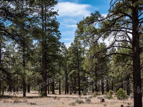 Preview: Flagstaff, Usa - April 15, 2019: Coconino National Forest Trees In The Spring Sunshine Near