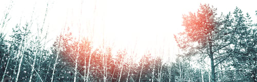 Preview: Frozen Winter Forest With Snow Covered Trees. Outdoor