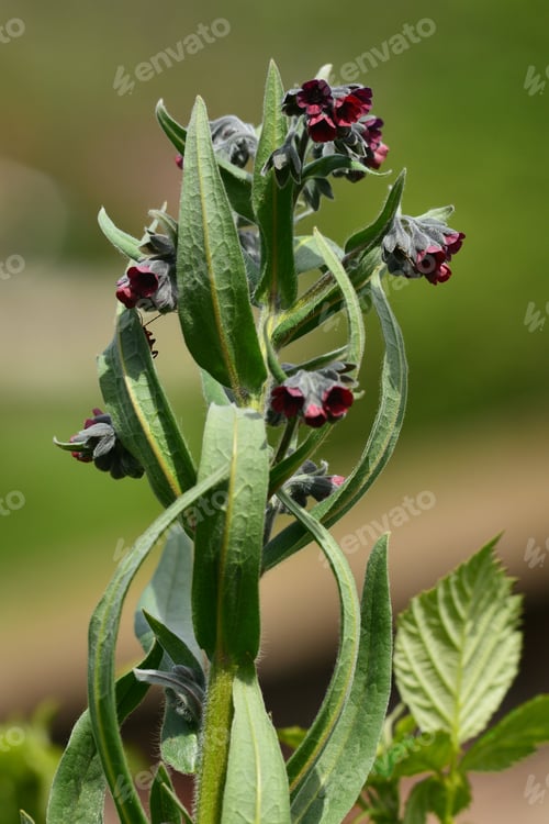 Preview: Blooming Lungwort (Pulmonaria)