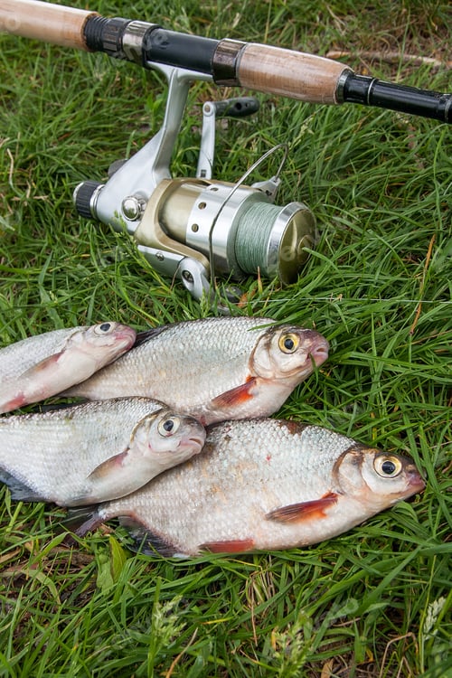 Preview: Just Taken From The Water Freshwater Fish White Bream Or Silver Fish Known As Blicca Bjoerkna And