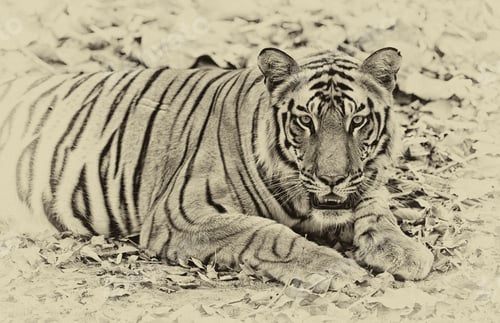 Preview: Vanishing Indian Wildlife: Vintage Style Image Of A Large Male Bengal Tiger In Bandhavgarh National