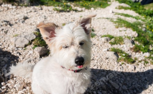 Preview: White Dog In The Mountain Landscape