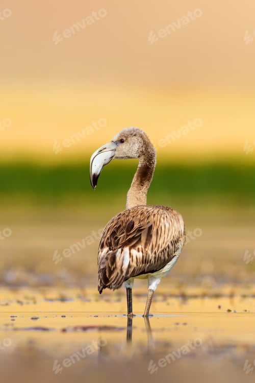 Preview: Alone Flamingo. Natural Background.