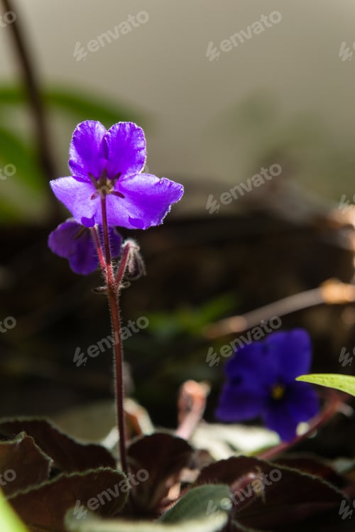 Preview: Beautiful Viola Flowers On Blur Background