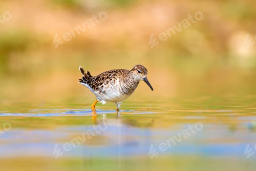 Preview: Common Water Bird. Nature Background.