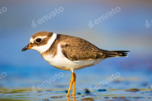 Preview: Cute Little Bird. Nature Background. Common Ringed Plover / Charadrius Hiaticula