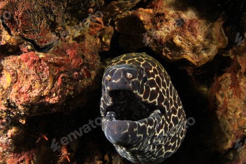 Preview: Honeycomb Moray Eel