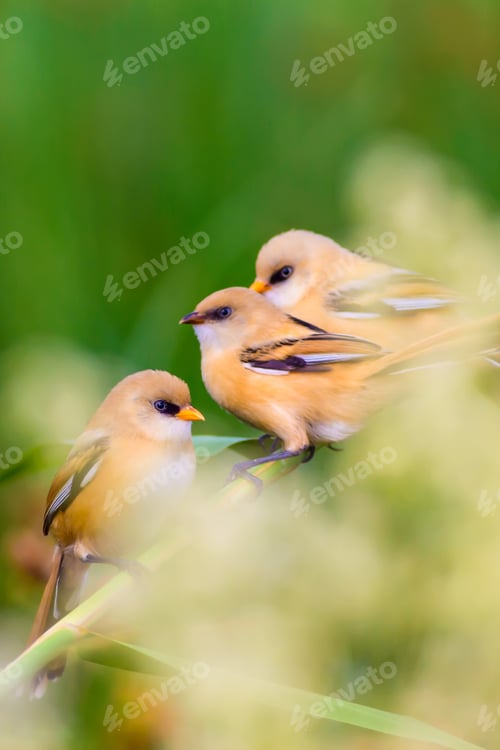Preview: Cute Birds. Nature Background.