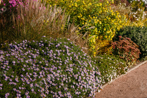 Preview: Flowers In The Autumn Garden. Flowering Perennials In The Garden Or Park
