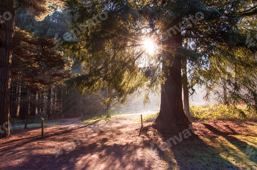 Preview: Misty Morning Sun Rays Through The Winter Trees.