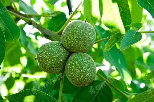 Preview: Green Walnuts With Green Leaves On A Tree Branch.