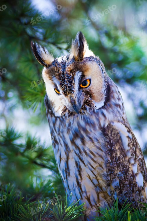 Preview: Forest And Owl. Green Pine Tree Background.