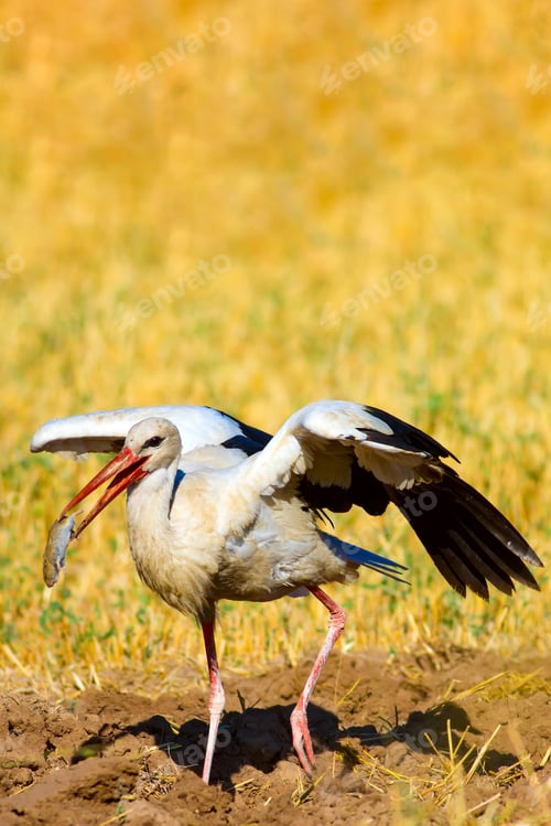 Preview: Hunting Stork. Colorful Nature Background.