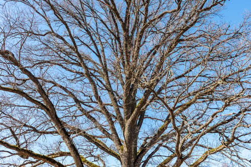 Preview: Single Isolated Large Big Tree In Nature Environment With Huge Trunk And Foliage Around