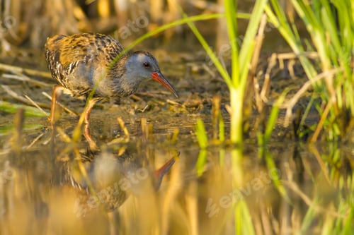 Preview: Bird In Nature. Nature Background. Bird: Water Rail. Rallus Aquaticus.