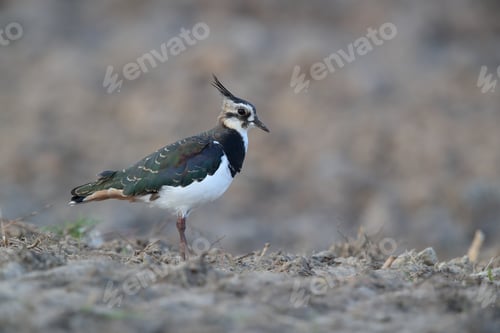Preview: Lapwing. Northern Lapwing. Vanellus Vanellus,Texel,Holland