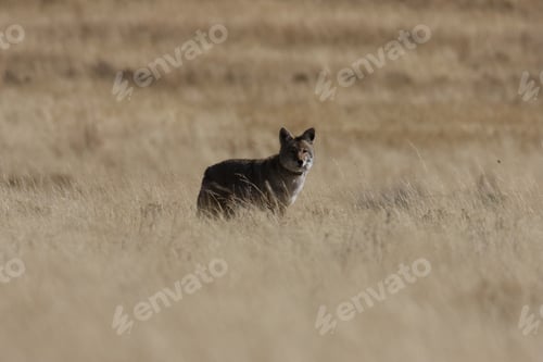 Preview: Coyote In Yellowstone Np Usa