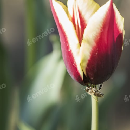 Preview: Violet And Yellow Tulips With Natural Background
