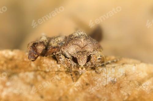 Preview: Macro Image of a Small Brown Moth