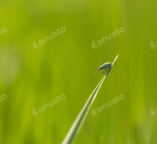 Preview: Little Beetle Sitting On Plant. Nature Photo With Insect
