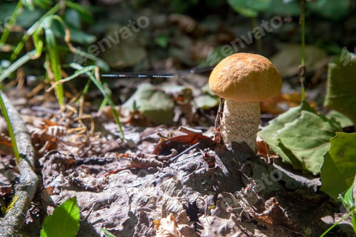 Preview: Orange Cap Boletus. Crop Of Forest Edible Mushrooms. A Young Boletus Grows In The Aspen Forest, A