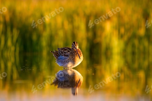 Preview: Sunset And Bird. Nature Background. Bird: Common Snipe. Gallinago Gallinago.