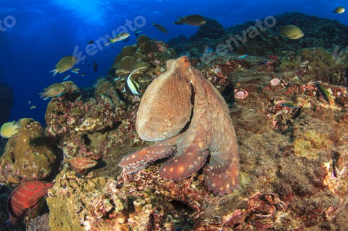 Preview: Big Red Octopus On Coral Reef In Ocean
