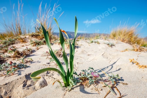 Preview: Elafonissi Beach With Pink Sand On Crete Island, Greece