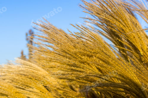 Preview: Chinese Silver Grass, Maiden Grass, Miscanthus Chinese, Miscanthus Sinensis Illuminated By Soft