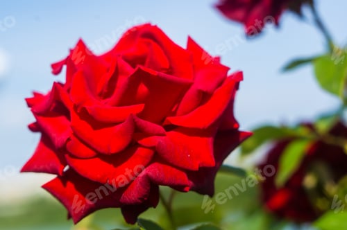 Preview: Red Rose Flower. Nature. Close Up, Selective Focus