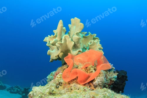 Preview: Eggs Of Spanish Dancer With Soft Coral
