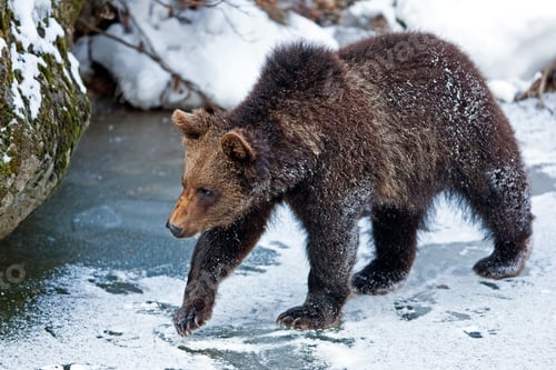 Preview: Young Brown Bear (Ursus Arctos) In The Bayerischer Wald National Park, Bayern, Germany