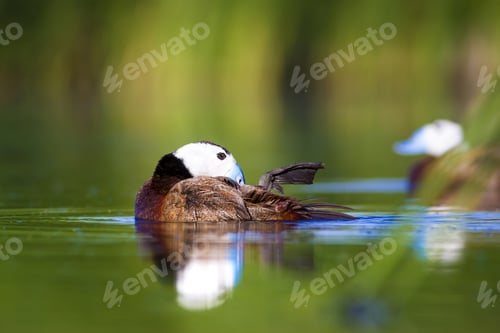 Preview: Swimming Cute Duck. Colorful Nature Background. Bird: White Headed Duck. Oxyura Leucocephala.