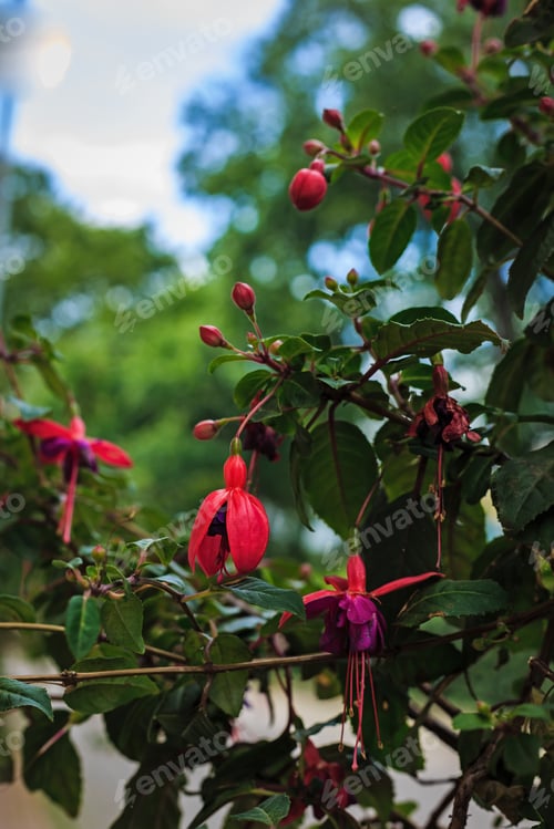 Preview: Beautiful Bush Fuchsia In The Garden, Fuchsia Flowers Blooming With Pink And Purple Petals In
