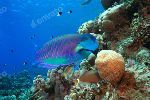 Preview: Red Sea Steephead Parrotfish (Chlorurus Gibbus)