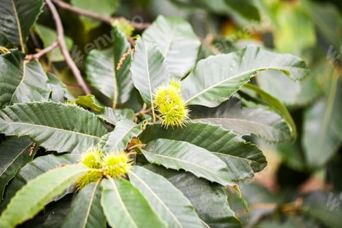 Preview: Castanea Sativa (Sweet Chestnut)