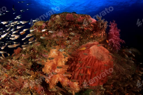 Preview: Coral Reef And Tropical Sea Fish Underwater In Ocean