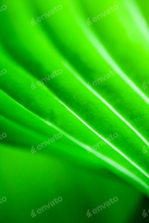 Preview: Green, Abstract Composition With Leaf Texture And Soft Focus