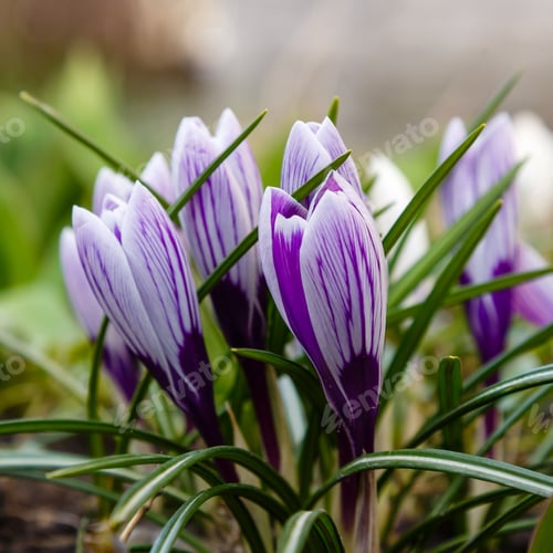 Preview: Flowering Violet Crocuses Flowers In Early Spring. Purple Crocus Flowers, Violet Crocus In Garden