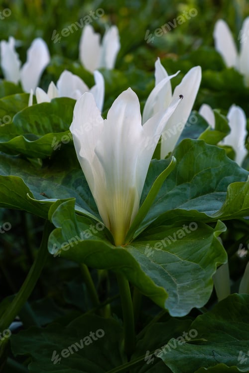 Preview: Trillium Flower In Spring Garden, Trillium Sessile, Sort Snow Queen