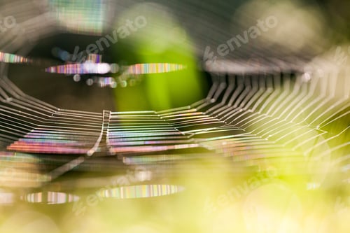 Preview: Abstract Composition With Spider Web Details And Natural Colors