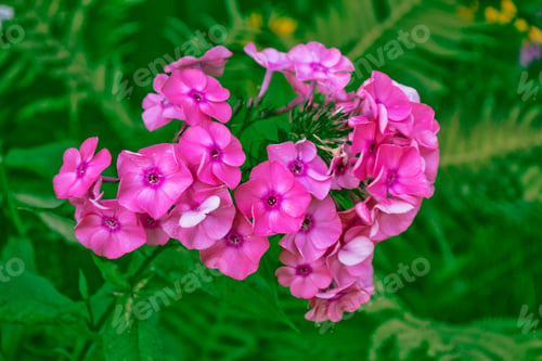 Preview: Colorful Bright Phlox Flowers On A Background Of Summer Landscape.